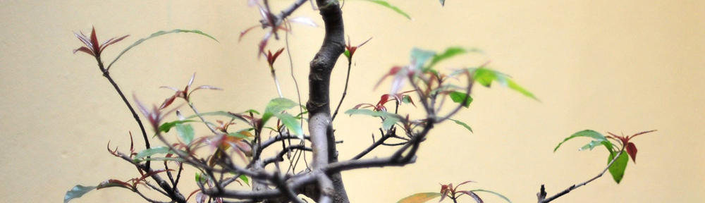 Fatma Surya Harahap, S.Si, M.Si